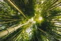 Bamboo forest Arashiyama near Kyoto, Japan Royalty Free Stock Photo