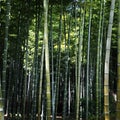 Bamboo Forest Royalty Free Stock Photo