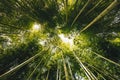 Bamboo forest Arashiyama near Kyoto, Japan Royalty Free Stock Photo