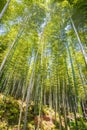 Bamboo forest at Arashiyama touristy district , kyoto