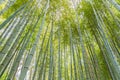 Bamboo forest at Arashiyama touristy district , kyoto