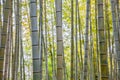 Bamboo forest at Arashiyama touristy district , kyoto