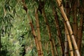 Bamboo forest background Royalty Free Stock Photo