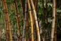 Bamboo forest background Royalty Free Stock Photo