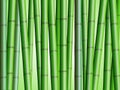 Bamboo Forest Background 2 Royalty Free Stock Photo