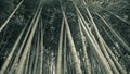 Bamboo forest background Royalty Free Stock Photo