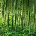 Bamboo forest background Royalty Free Stock Photo