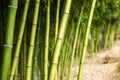 Bamboo forest background Royalty Free Stock Photo