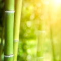 Bamboo forest background Royalty Free Stock Photo