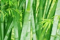 Bamboo forest background Royalty Free Stock Photo