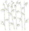 Bamboo forest background. Bamboos or bambusa plant. Bambos leaves and stalk. Vector Illustration. Open paths. Editable