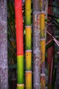 Bamboo forest background. Multi color bright red, gree, orange, yellow Bamboo plant. Bamboo trees in wood on resort in Phuket, Tha Royalty Free Stock Photo