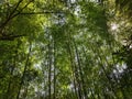 Bamboo forest at backyard