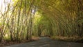 Bamboo forest in Bali Indonesia Royalty Free Stock Photo