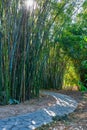 Bamboo Forest