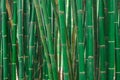 The bamboo forest Royalty Free Stock Photo