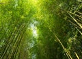 Green bamboo forest or bamboo grove and sun light background Royalty Free Stock Photo