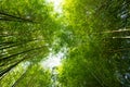 Green bamboo forest or bamboo grove and sun light background Royalty Free Stock Photo