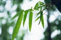 Bamboo forest Bamboo leaves and water drops in the rainy season Bokeh bamboo background Royalty Free Stock Photo