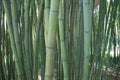 Bamboo / bamboe Royalty Free Stock Photo