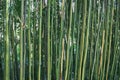 Bamboo / bamboe Royalty Free Stock Photo