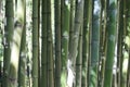 Bamboo / bamboe Royalty Free Stock Photo