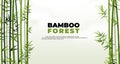 Bamboo forest banner. East Asian tropical plants background. Tree border elements and leaves. Straight trunks and foliage. Vector Royalty Free Stock Photo