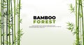 Bamboo forest banner. East Asian tropical plants background. Tree border elements and leaves. Straight trunks and Royalty Free Stock Photo