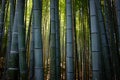 Bamboo Forest