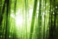 Bamboo Forest