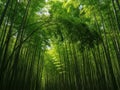 Bamboo forest canopy isolated on white background isolated on white background Royalty Free Stock Photo