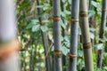 Bamboo forest close up green background nature big bamboo All-Purpose Bamboo in Thailand Royalty Free Stock Photo