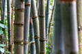 Bamboo forest close up green background nature big bamboo All-Purpose Bamboo in Thailand Royalty Free Stock Photo