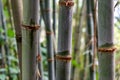 Bamboo forest close up green background nature big bamboo All-Purpose Bamboo in Thailand Royalty Free Stock Photo