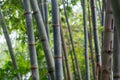 Bamboo forest close up green background nature big bamboo All-Purpose Bamboo in Thailand Royalty Free Stock Photo