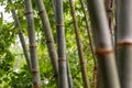 Bamboo forest close up green background nature big bamboo All-Purpose Bamboo in Thailand Royalty Free Stock Photo