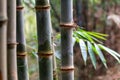 Bamboo forest close up green background nature big bamboo All-Purpose Bamboo in Thailand Royalty Free Stock Photo