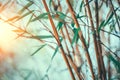 Bamboo forest closeup. Growing bamboos border design over blurred sunny background