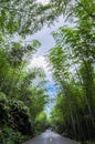 Bamboo forest concealing road Royalty Free Stock Photo