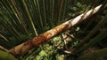 Bamboo Forest with Damaged Bamboo Tree and Sap on the Surface, close up and Top View Royalty Free Stock Photo