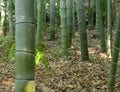 Bamboo forest-detail Royalty Free Stock Photo