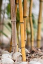 Bamboo forest detail, close up of the bamboo stalks and big white pebbles Royalty Free Stock Photo