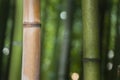 Bamboo forest detail Royalty Free Stock Photo