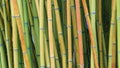 Bamboo forest detail Royalty Free Stock Photo