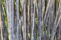 Bamboo forest detail Royalty Free Stock Photo