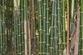 Bamboo Forest with Dry Leaves and Twigs Background in Zoom View