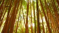 Bamboo forest, exotic asian tropical atmosphere. Green trees in meditative feng shui zen garden. Quiet calm grove Royalty Free Stock Photo