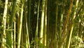 Bamboo forest, exotic asian tropical atmosphere. Green trees in meditative feng shui zen garden. Quiet calm grove Royalty Free Stock Photo