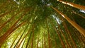 Bamboo forest, exotic asian tropical atmosphere. Green trees in meditative feng shui zen garden. Quiet calm grove Royalty Free Stock Photo