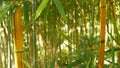 Bamboo forest, exotic asian tropical atmosphere. Green trees in meditative feng shui zen garden. Quiet calm grove Royalty Free Stock Photo